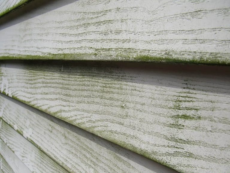 Close-up of mildew and algae growth spreading across white wood lap siding, showing why knowing how to choose the best exterior paint for humid summers matters for New England homes