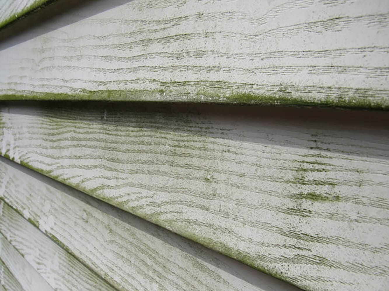 Close-up of mildew and algae growth spreading across white wood lap siding, showing why knowing how to choose the best exterior paint for humid summers matters for New England homes